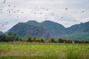 CHINA-YUNNAN-PUZHEHEI-PAISAJE