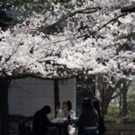 REPUBLICA DE COREA-SEUL-FLORES DE CEREZO