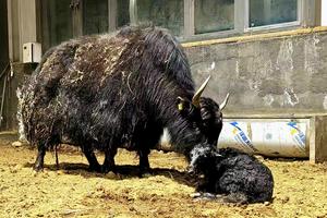 CHINA-XIZANG-CLONACION DE YAK