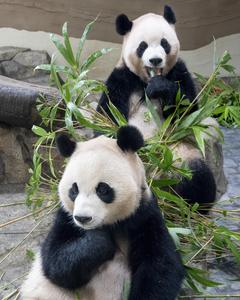 REPUBLICA DE COREA-PANDAS GIGANTES GEMELOS-REGRESO PROGRAMADO A CHINA