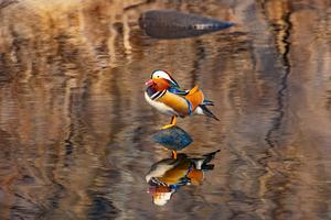 RUSIA-VLADIVOSTOK-AVES