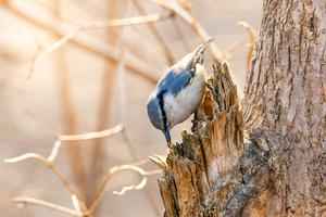 RUSIA-VLADIVOSTOK-AVES