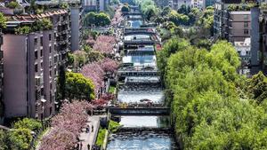 CHINA-GUIZHOU-LIUPANSHUI-FLORES DE CEREZO