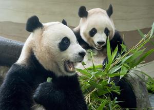 REPUBLICA DE COREA-PANDAS GIGANTES GEMELOS-REGRESO PROGRAMADO A CHINA