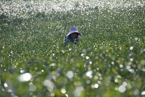 CHINA-ANHUI-XUANCHENG-MONTAÑA JINGTING-INDUSTRIA DEL TE-TURISMO