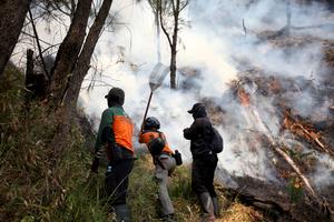 INDONESIA-JAVA ORIENTAL-PROBOLINGGO-INCENDIO FORESTAL