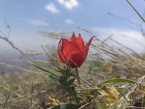 IRAN-TEHERAN-FLORES