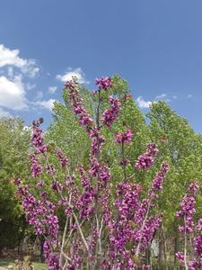 IRAN-TEHERAN-FLORES