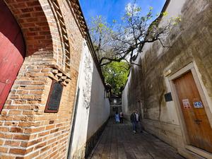 CHINA-FUJIAN-FUZHOU-CHIONANTHUS RETUSUS-FLORES