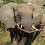 SUDAFRICA-MPUMALANGA-PARQUE NACIONAL KRUGER