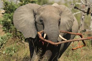 SUDAFRICA-MPUMALANGA-PARQUE NACIONAL KRUGER