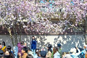 CHINA-TIANJIN-FLOR DE MANZANO SILVESTRE-TURISMO