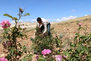 SIRIA-AL-MARAH-DAMASCO-COSECHA DE ROSAS
