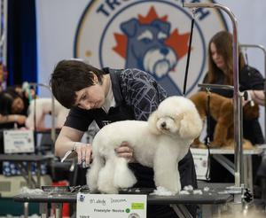 CANADA-ONTARIO-MISSISSAUGA-EXPOSICION CANADIENSE DE MASCOTAS DE PRIMAVERA