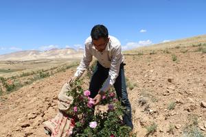 SIRIA-AL-MARAH-DAMASCO-COSECHA DE ROSAS