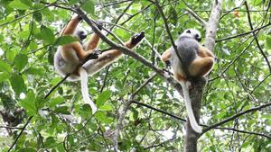 MADAGASCAR-PARQUE NACIONAL DE ANDASIBE-LEMURES