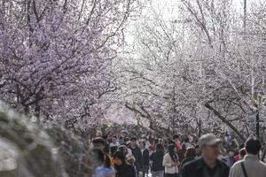 CHINA-MONGOLIA INTERIOR-HOHHOT-FLORES DE DURAZNO