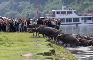 CHINA-SICHUAN-PENG'AN-BUFALO-RIO-CRUCE
