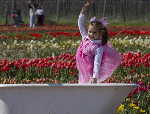 CANADA-ONTARIO-NIAGARA-ON-THE-LAKE-FESTIVAL DE TULIPANES