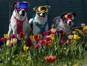 CANADA-ONTARIO-NIAGARA-ON-THE-LAKE-FESTIVAL DE TULIPANES