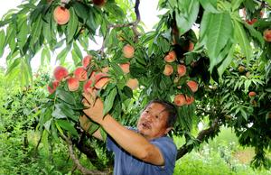 CHINA-AGRICULTURA-COSECHA