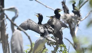 CHINA-BEIJING-EMBALSE DE MIYUN-AVES