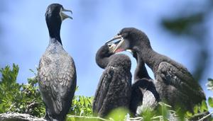CHINA-BEIJING-EMBALSE DE MIYUN-AVES