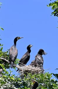 CHINA-BEIJING-EMBALSE DE MIYUN-AVES