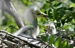 CHINA-BEIJING-EMBALSE DE MIYUN-AVES