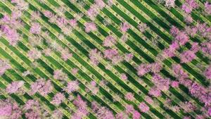 CHINA-PRIMAVERA-PAISAJE