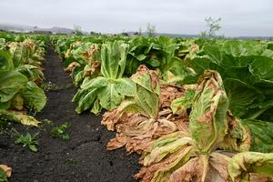 EEUU-CALIFORNIA-VALLE DE SALINAS-LECHUGA