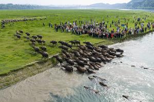 CHINA-SICHUAN-PENG'AN-BUFALO-RIO-CRUCE