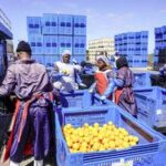 SUDAFRICA-GQEBERHA-COMERCIO-EXPORTADORES