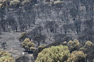 ESPAÑA-MADRID-INCENDIOS FORESTALES