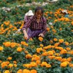 CHINA-YUNNAN-FLORES DE CALENDULA-COSECHA