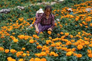 CHINA-YUNNAN-FLORES DE CALENDULA-COSECHA