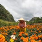 CHINA-YUNNAN-FLORES DE CALENDULA-COSECHA