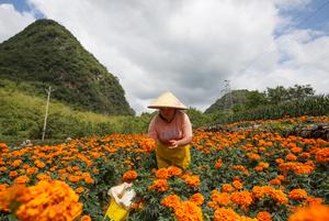 CHINA-YUNNAN-FLORES DE CALENDULA-COSECHA