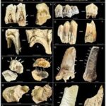CHINA-CUEVAS KARSTICAS ASIATICAS-FORMACION DE FOSILES-COMPORTAMIENTO DE LOS PUERCOESPINES