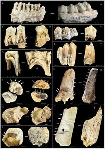 CHINA-CUEVAS KARSTICAS ASIATICAS-FORMACION DE FOSILES-COMPORTAMIENTO DE LOS PUERCOESPINES
