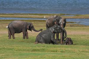 SRI LANKA-ELEFANTE-TEMPORADA DE SEQUIA