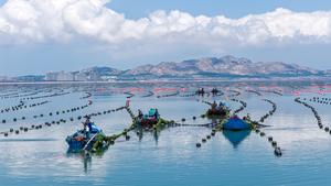 CHINA-SHANDONG-CULTIVO DE GRACILARIA