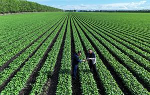 CHINA-HEILONGJIANG-AGRICULTURA