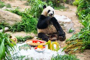 CHINA-MACAO-GEMELOS DE PANDA GIGANTE-CUMPLEAÑOS