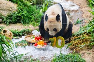 CHINA-MACAO-GEMELOS DE PANDA GIGANTE-CUMPLEAÑOS