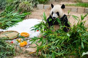 CHINA-MACAO-GEMELOS DE PANDA GIGANTE-CUMPLEAÑOS