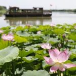 CHINA-NINGXIA-YINCHUAN-PARQUE DE HUMEDALES-LOTO-PAISAJE