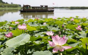 CHINA-NINGXIA-YINCHUAN-PARQUE DE HUMEDALES-LOTO-PAISAJE