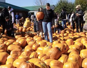 canada-caledon-calabazas-preparacion-para-hallowee-101002026101975000010