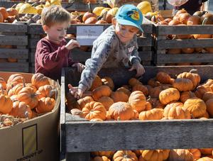 canada-caledon-calabazas-preparacion-para-hallowee-101002026101975000016